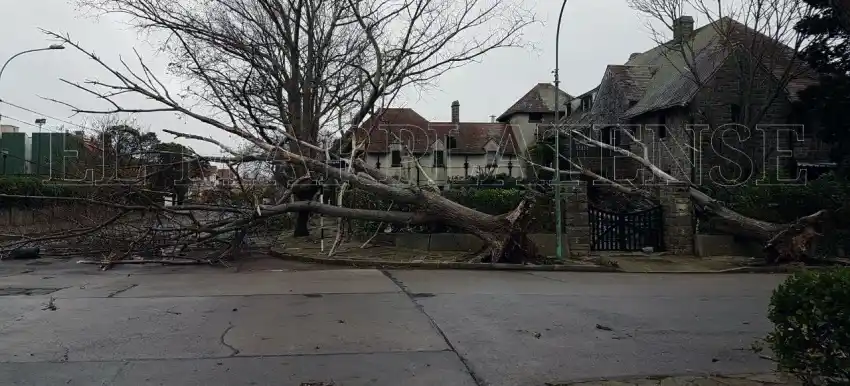 Al menos siete árboles caídos y once barrios sin luz por el temporal