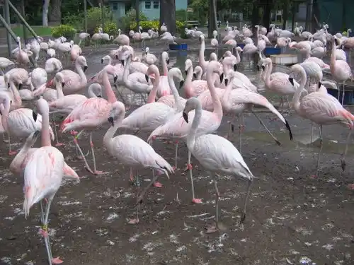 Piden "justicia" por 10 flamencos muertos en el Zoológico de La Plata