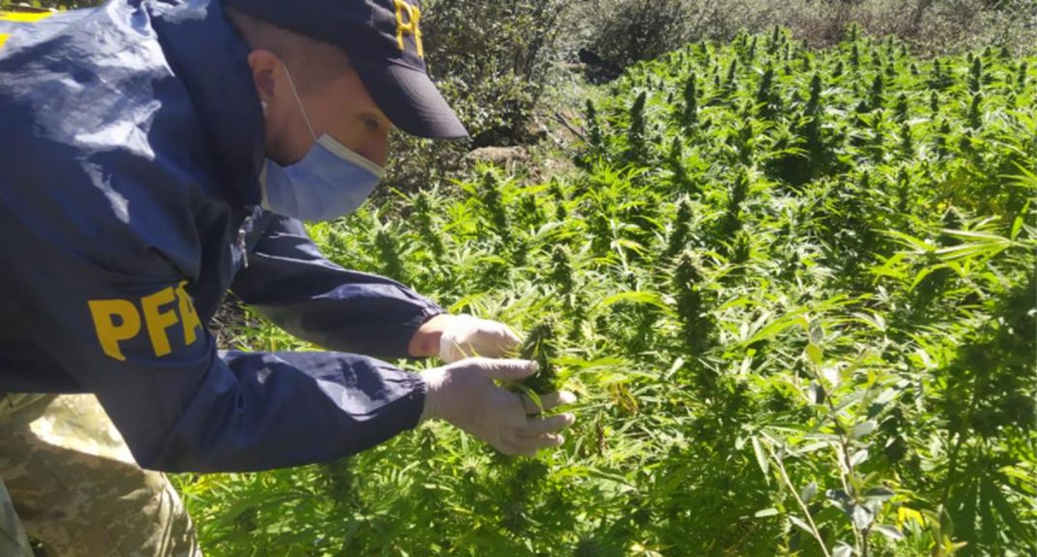 Descubrieron una plantación de marihuana en las sierras cordobesas