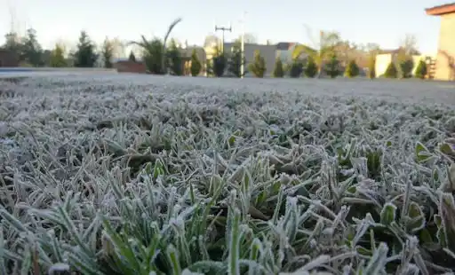 Advierten que las heladas de los últimos días pueden llegar a afectar el rendimiento del trigo