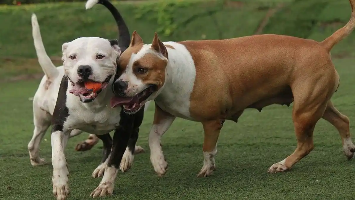 Dos pitbull mataron a un caniche en Guadalupe Oeste y crece la preocupación entre los vecinos