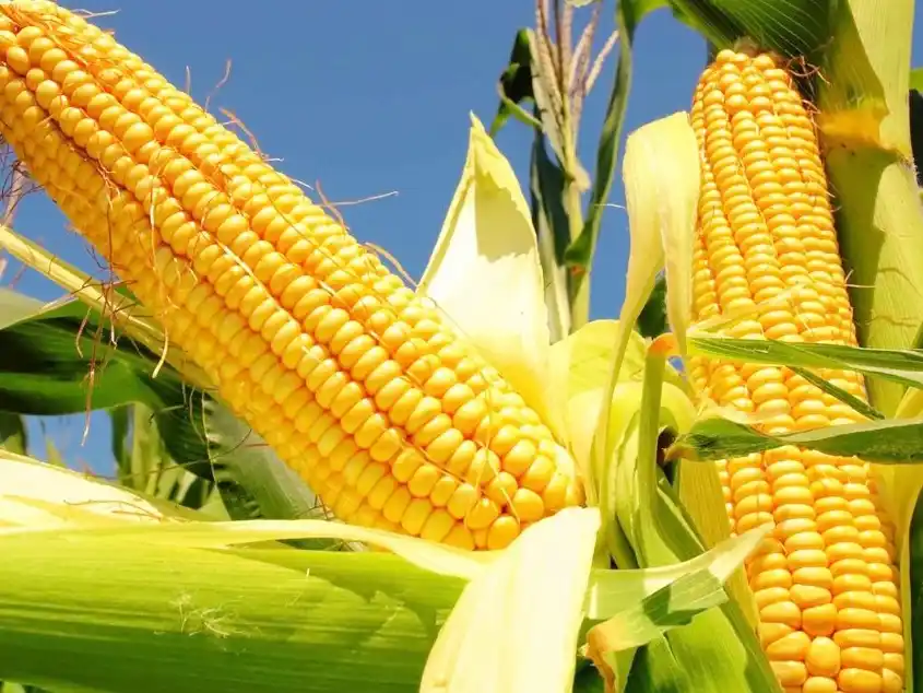 El mercado agrícola expectante con China