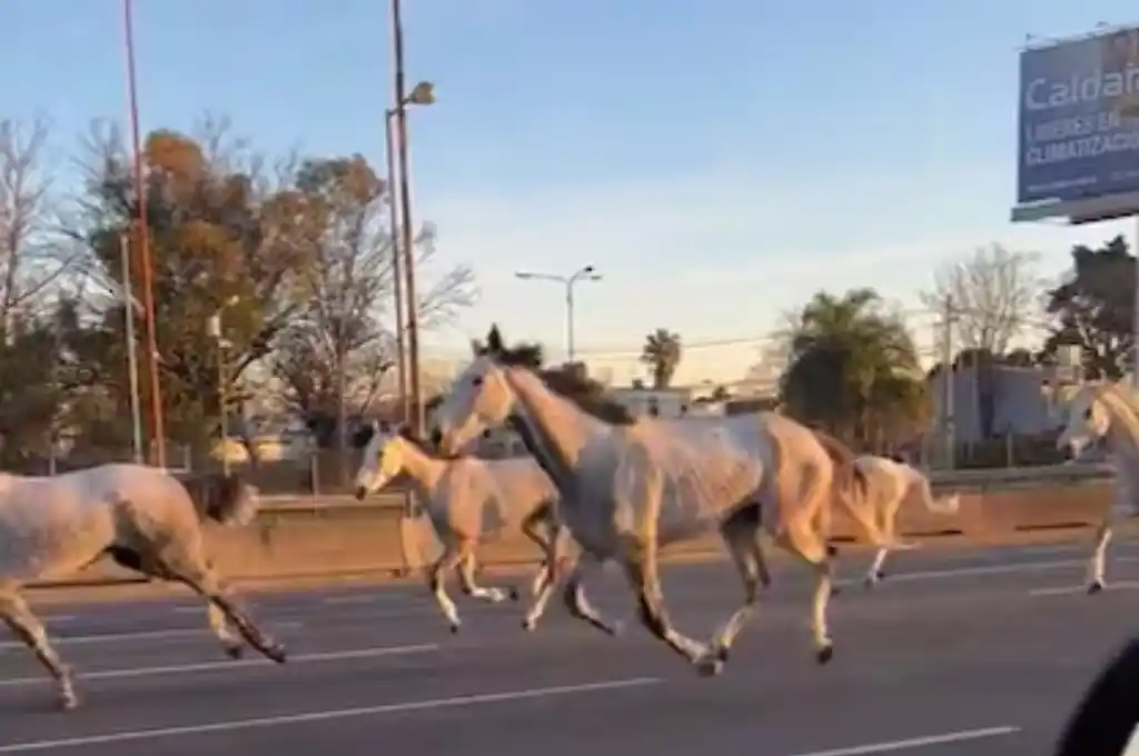 "No ocurrió una tragedia de milagro", comentaron testigos de la inusual situación.