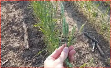 Manejo del trigo: qué hacer ante la reaparición del Carbón volador