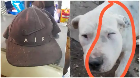 Indignación en Berisso: delincuentes golpearon con violencia a un perro durante el robo a una forrajería