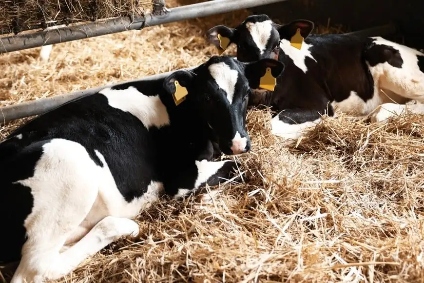 Campo ganadería