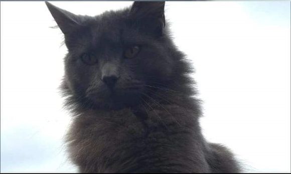 Pese al esfuerzo, los bomberos no pudieron rescatar a una gatita y piden ayud