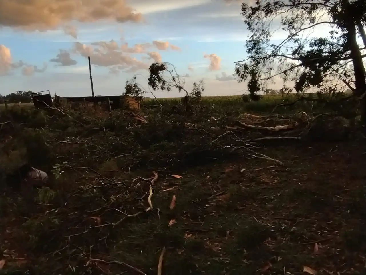 El viento arrasó con un monte en De la Canal.