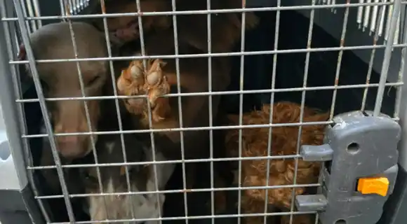 Cerraron un centro clandestino con más de 30 perros en pésimas condiciones