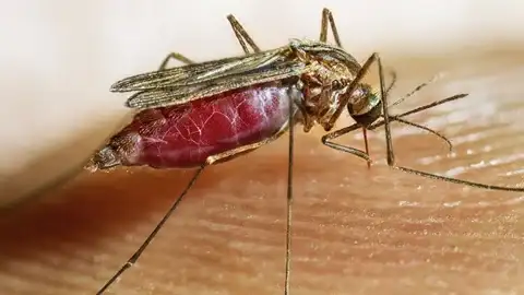 Mosquito Anopheles, transmisor de la malaria.