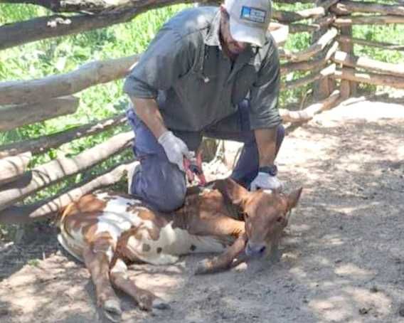 Trabajo coordinado del Gobierno provincial
en sanidad animal, con vacunación de hacienda