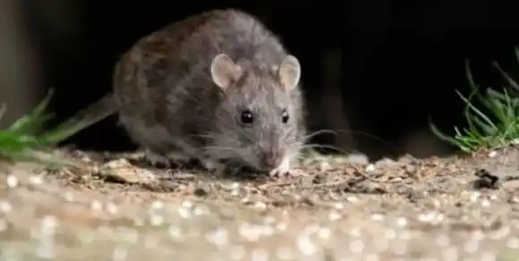 Una mujer de 39 años falleció por hantavirus en Bariloche y hay 24 personas aisladas