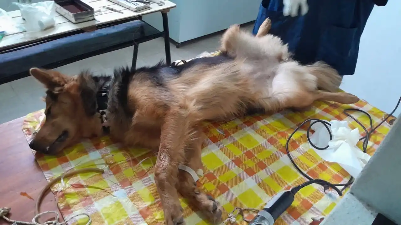 Aldea Asunción realizó una nueva campaña de castración de animales