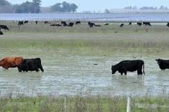 Muerte de terneros en zonas inundadas va a repercutir en el precio de la carne