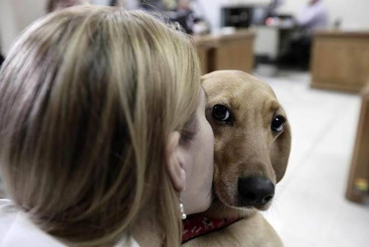 Impulsan programa municipal de asistencia legal ante casos de maltrato animal