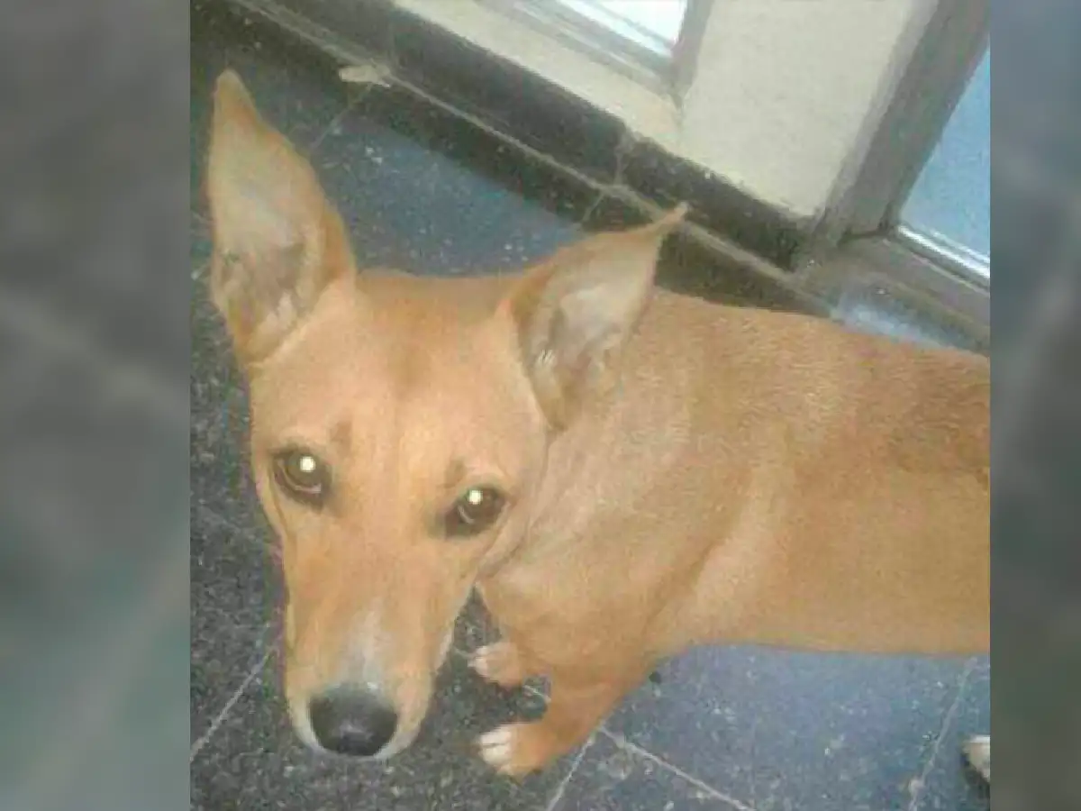 Denuncian ataque a una callejera