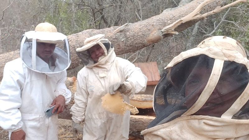 Miel: con doble cosecha sigue la zafra en el oeste provincial