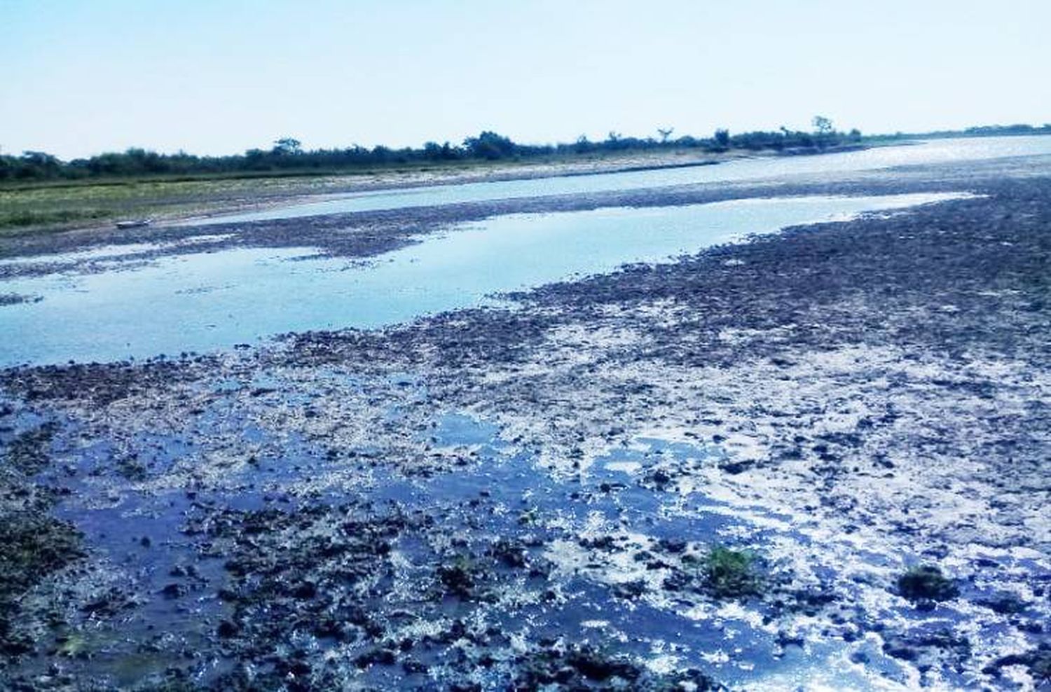 Alarma ecológica: por qué uno de los ríos más importantes del país tiene cada vez menos peces