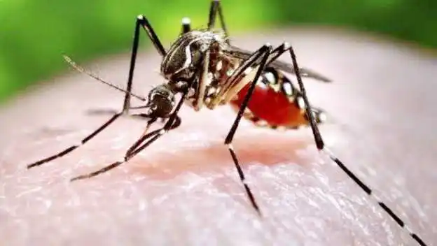 Dengue: Formosa y Chaco son las dos 
únicas provincias donde no bajaron los casos