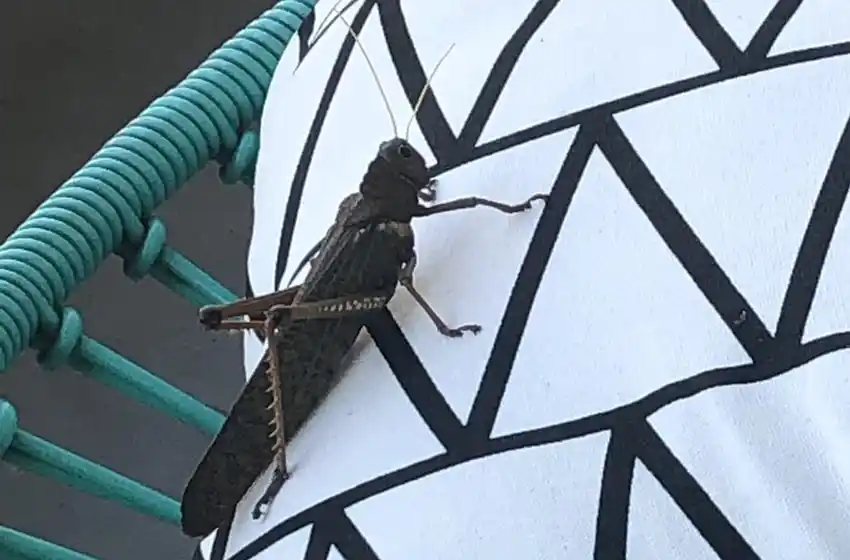 Las langostas que llegaron a Rosario no implican un riesgo sanitario para la poblacion