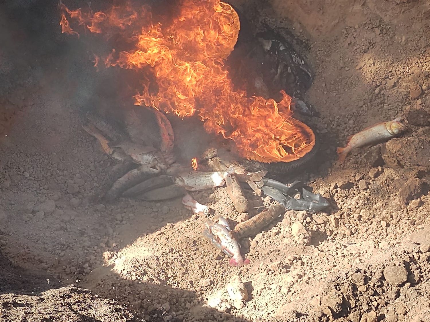 pescado decomisado incinerado