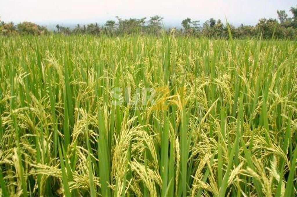 Retenciones: el campo argentino anunció posibles medidas de fuerza en todo el país