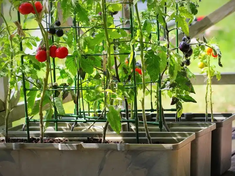 Produccion agroecologica - 3