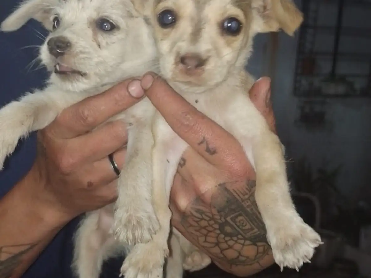 Proteccionistas desbordados por el abandono de animales