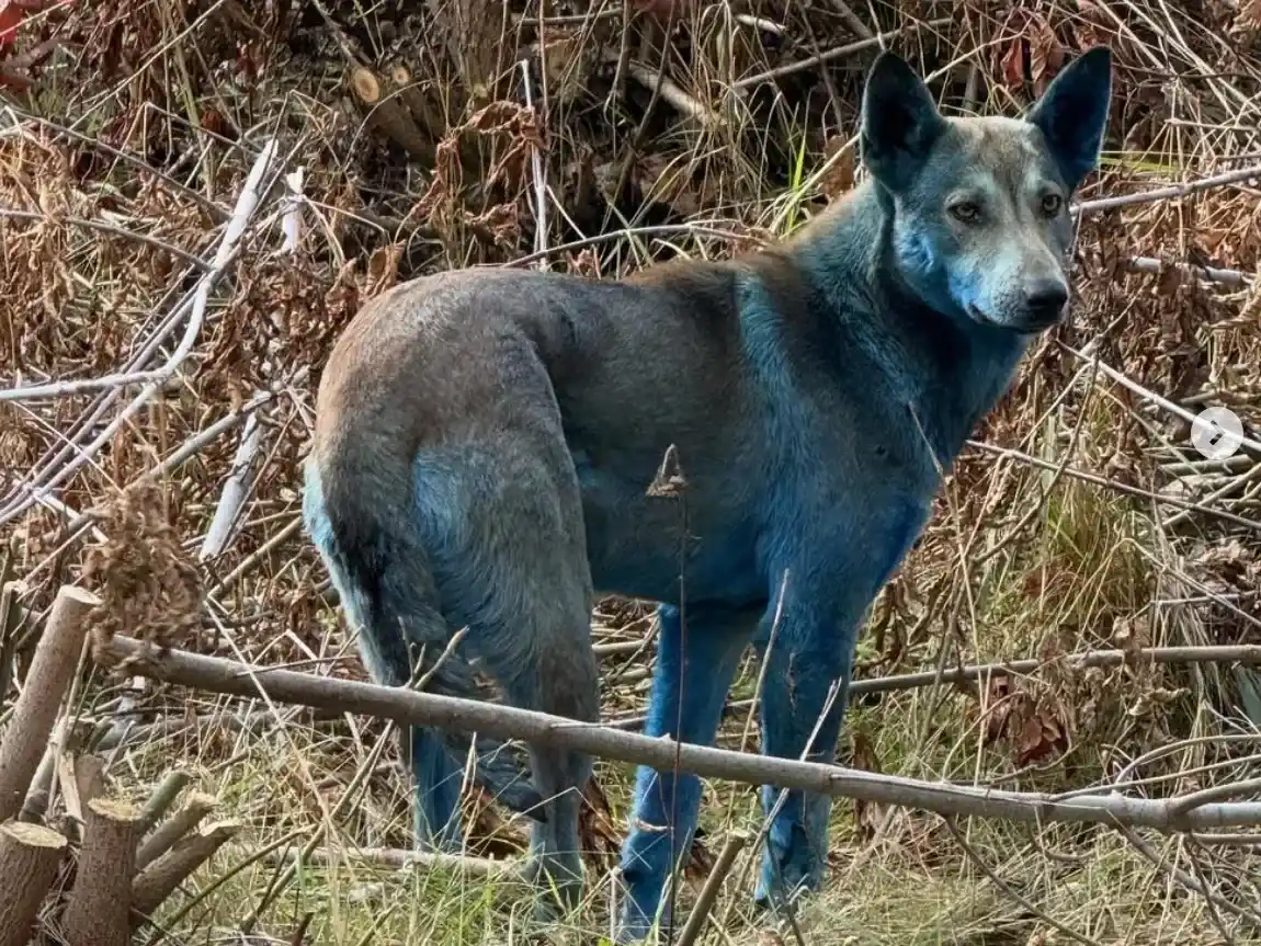 Avistan perros con pelaje azul en Chérnobil