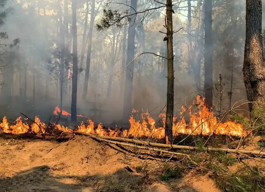 En Pinamar se quemaron 40 hectáreas de bosque y debieron evacuar a tres familias