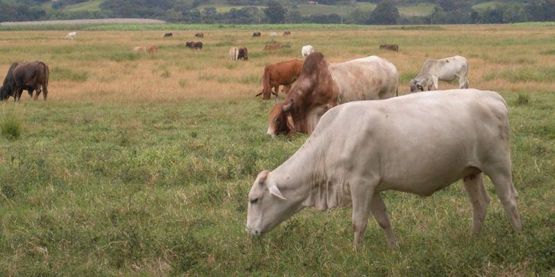 ¡MASACRE EN EL ZULIA! Matan a cuatro trabajadores de finca por no pagar extorsión