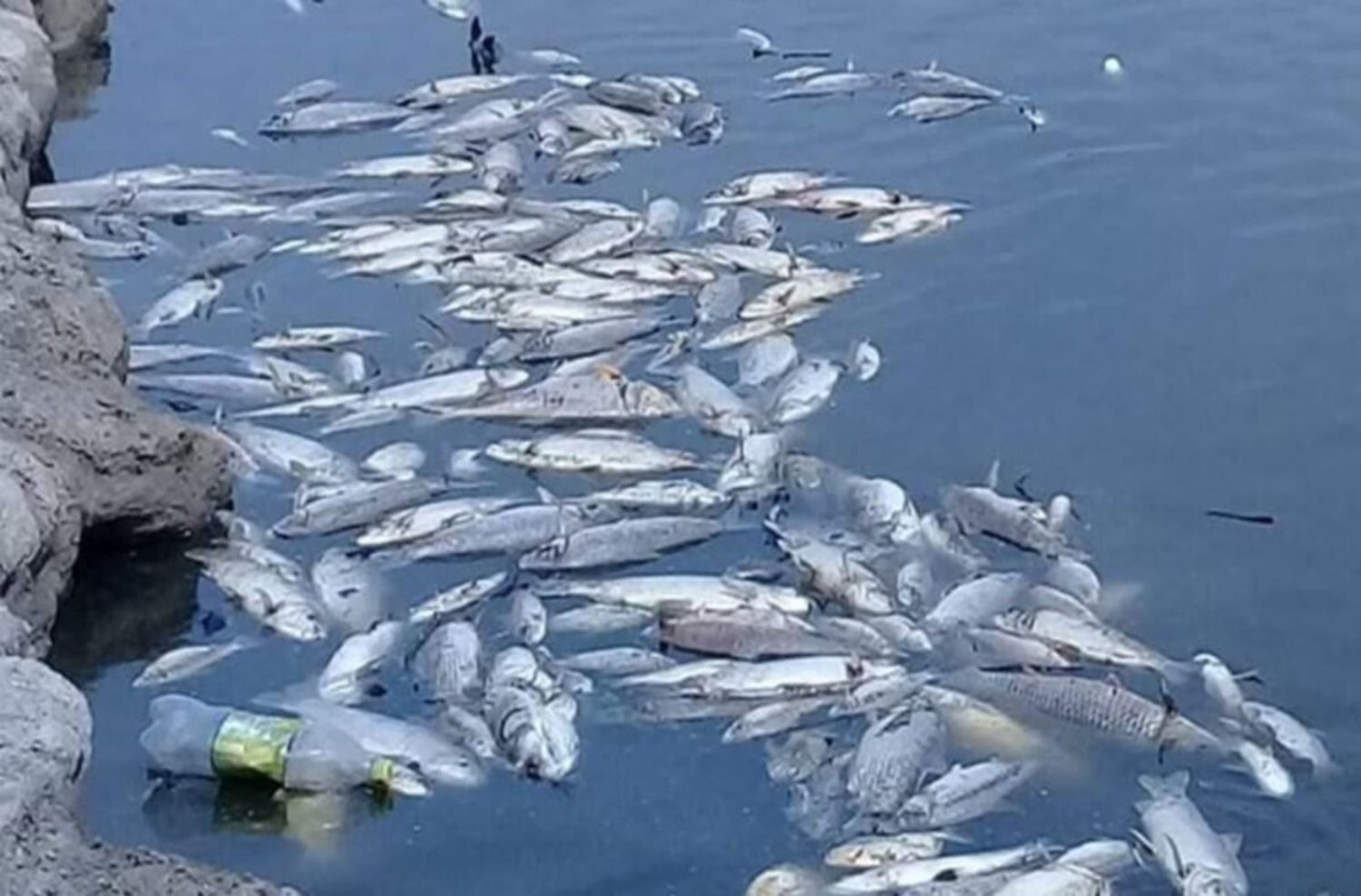 Horror en el agua: impactantes imágenes de peces muertos por la bajante histórica del Paraná