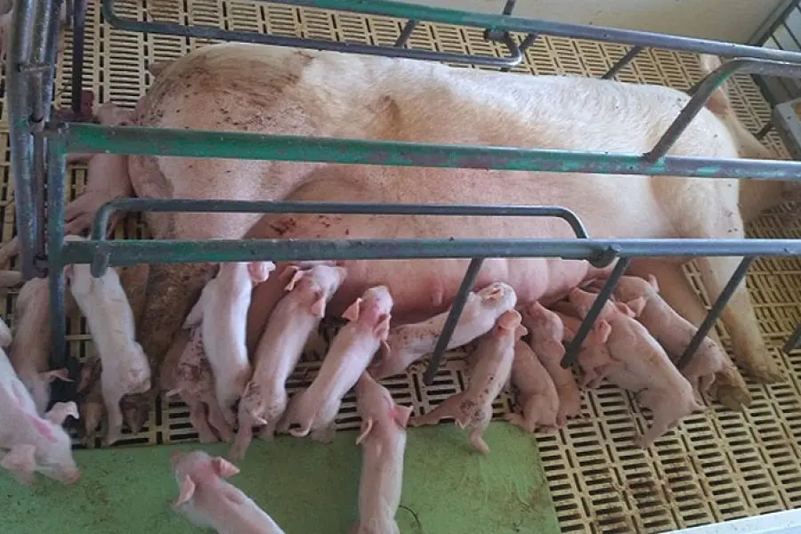 Avance genético y manejo reproductivo: por qué nacieron 28 cerditos en un parto