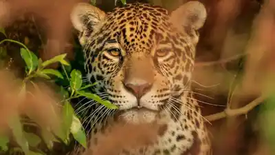 Histórica sentencia en Formosa para la protección del yaguareté