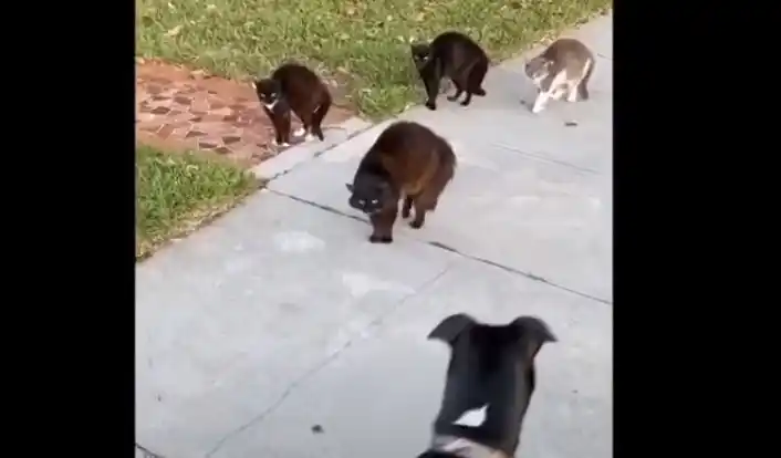 El cruce cara a cara de cuatro gatos callejeros y un perro: ¡Mirá cómo termina! 