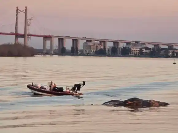 Hallaron otra ballena muerta, ahora en Zárate: ya son tres los casos en 15 días y crece la preocupación ambiental