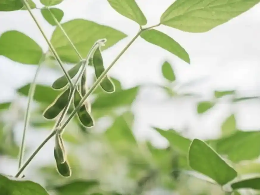 La sequía y el calor pasan factura, ya que se descuentan más de 1 Mt en la soja de la región núcleo.