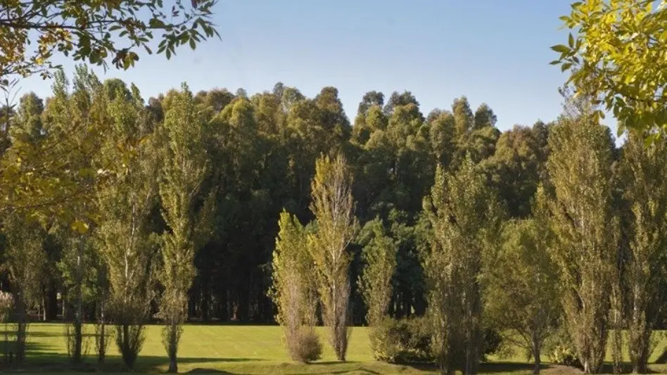 Change.org se opone a la tala de bosques de Rumencó en Mar del Plata