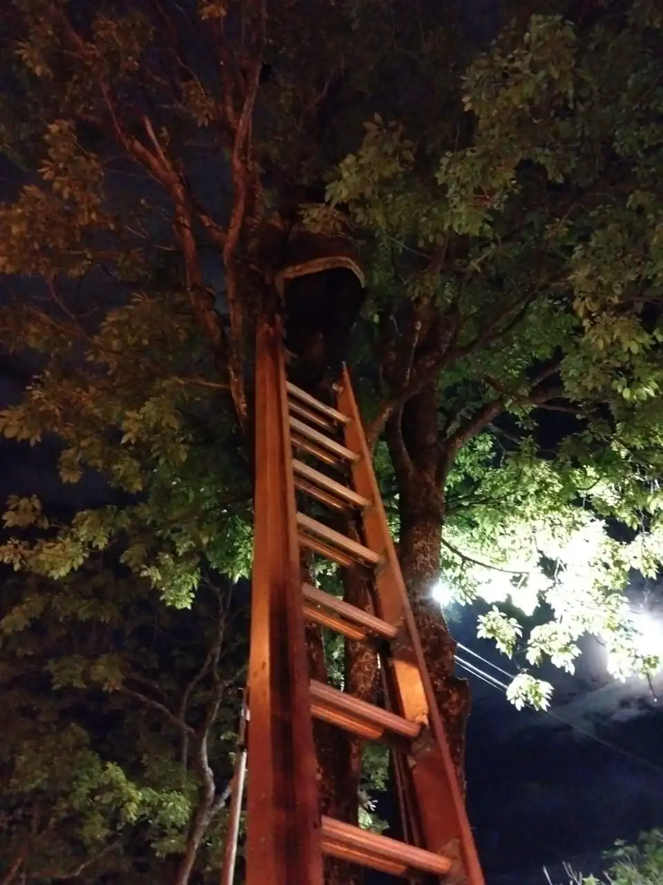 Bomberos rescataron a un gato que se encontraba en la copa de un árbol - 1