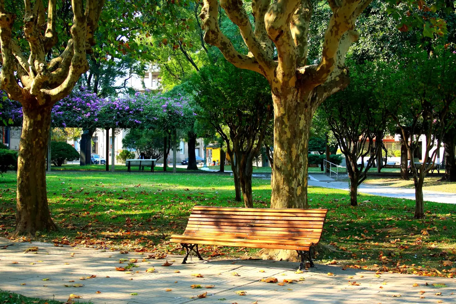 Plaza Constitución- Foto Daniel Martínez