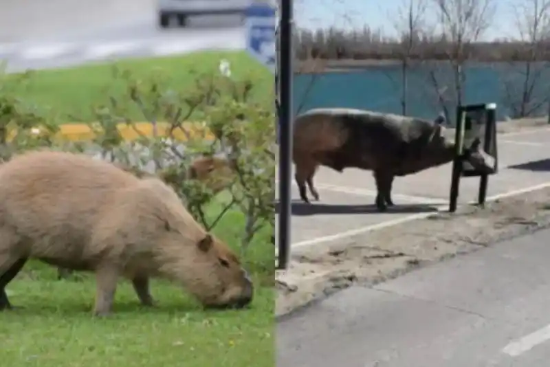 Ahora, visualizaron cerdos en el country.