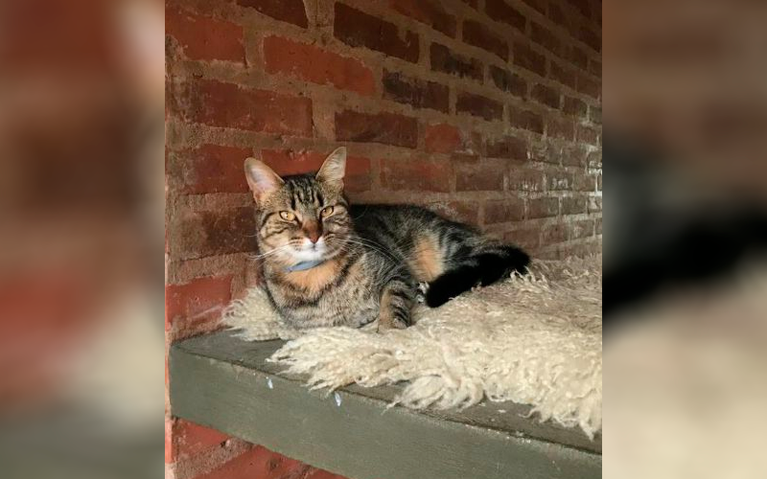 Buscan a esta gatita en el Club Los Andes
