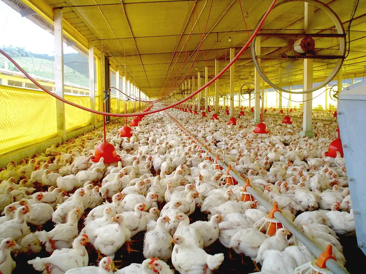 Analizaron en un seminario enfermedades que afectan a la cría de aves