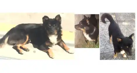 Buscan a sus dueños