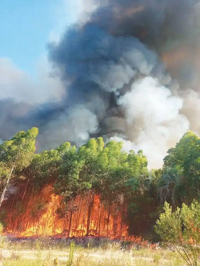 Incendio forestal en cercanías al Abasto