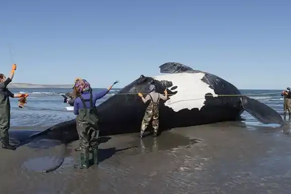 Siguen apareciendo ballenas muertas en Península de Valdés