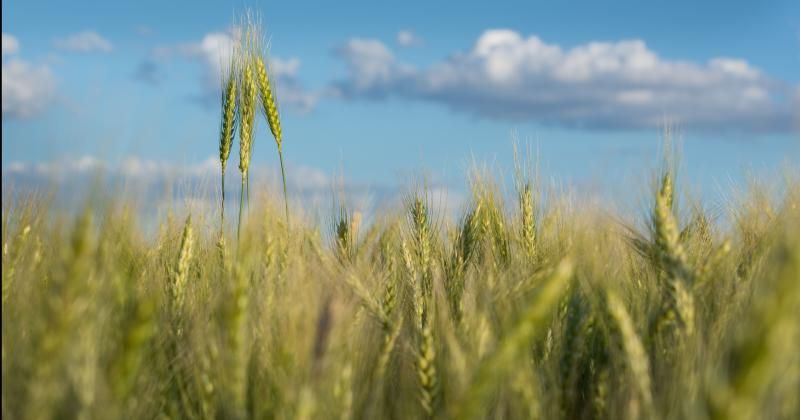 El precio del trigo cayó más de un 10%