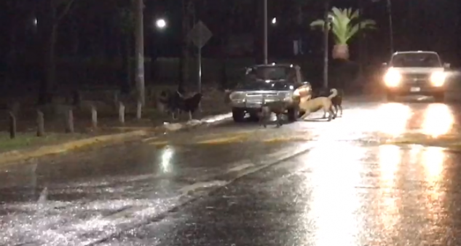 Estacionó su auto en la avenida Costanera y cuando intentó marcharse una jauría le pinchó una rueda