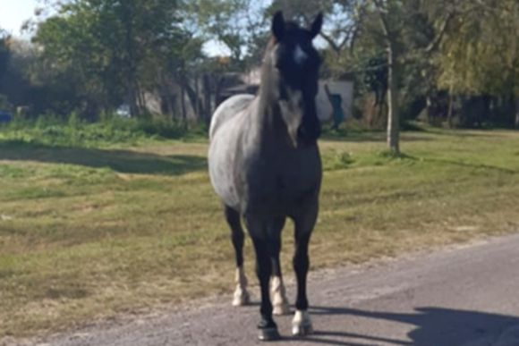 Accidente con un caballo suelto en ruta 191: podría haber sido una tragedia