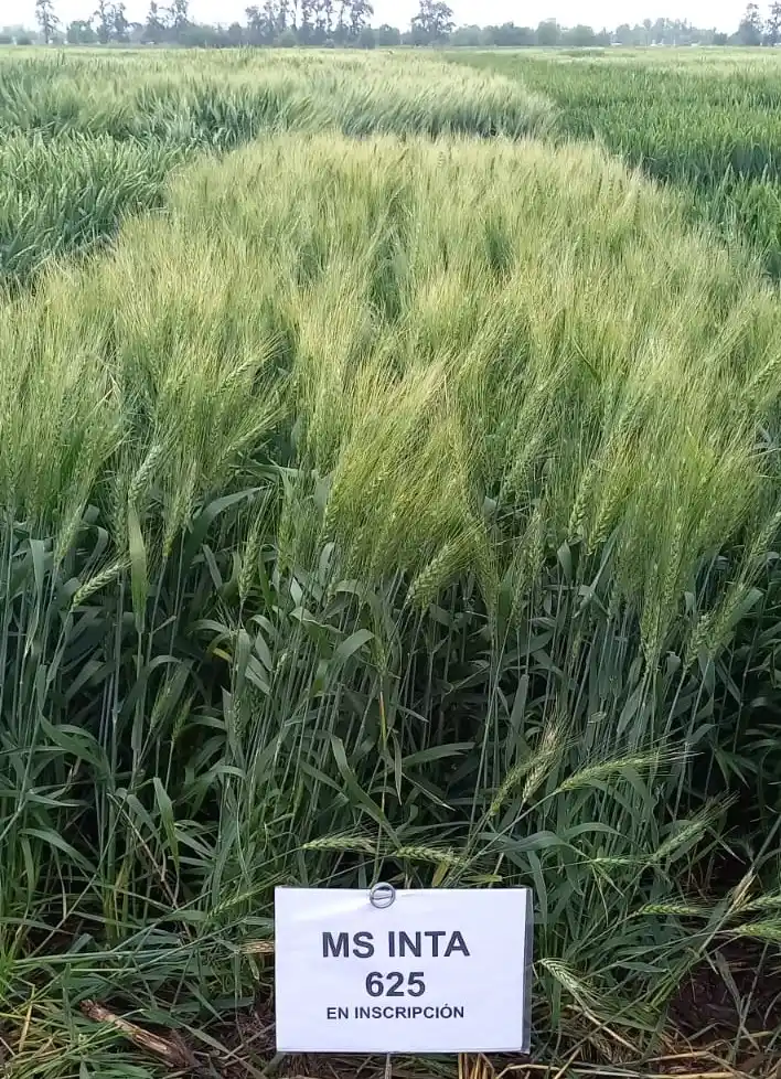 Las variedades estarán disponibles para el productor el año que viene